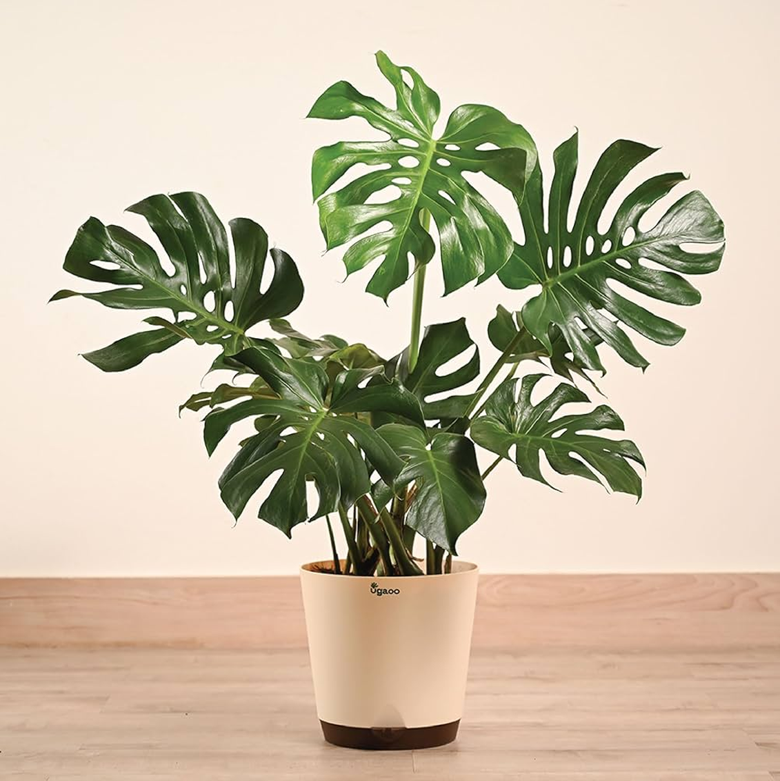 Monstera Plant