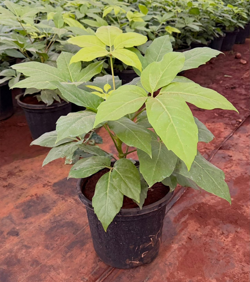 Golden Brassaia