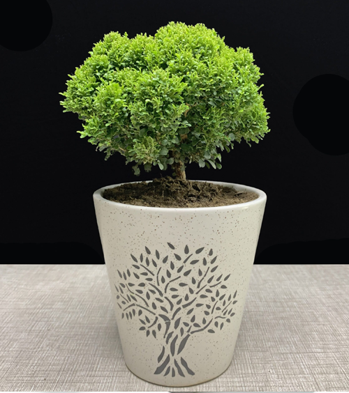 Green Dwarf Kamini Indoor Plant