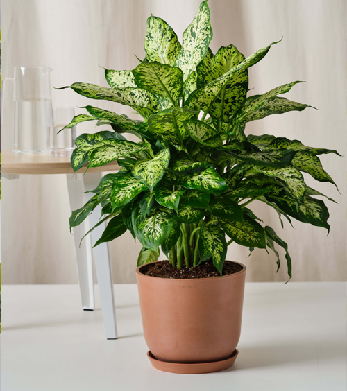Dieffenbachia Indoor Plant
