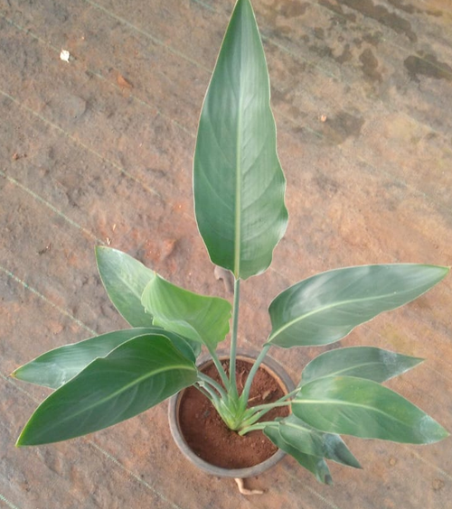 Bird of Paradise (BOP) Plant 8