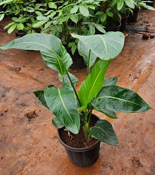 Bird of Paradise (BOP) 12