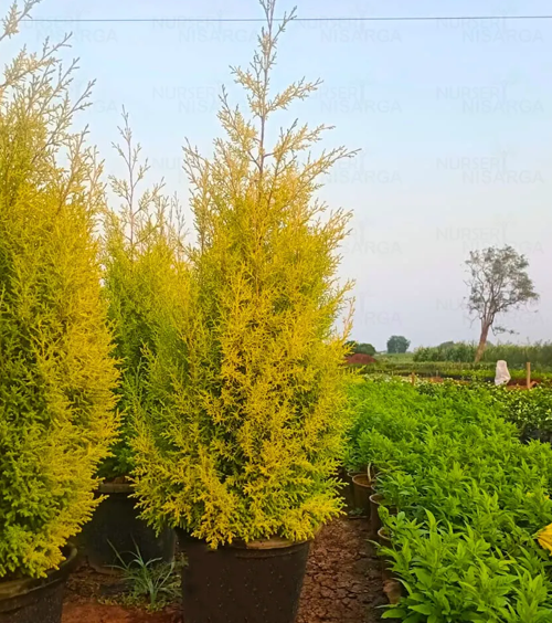 6 feet Golden Cyprus Plant