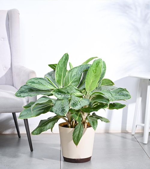 Aglaonema ICE Plant