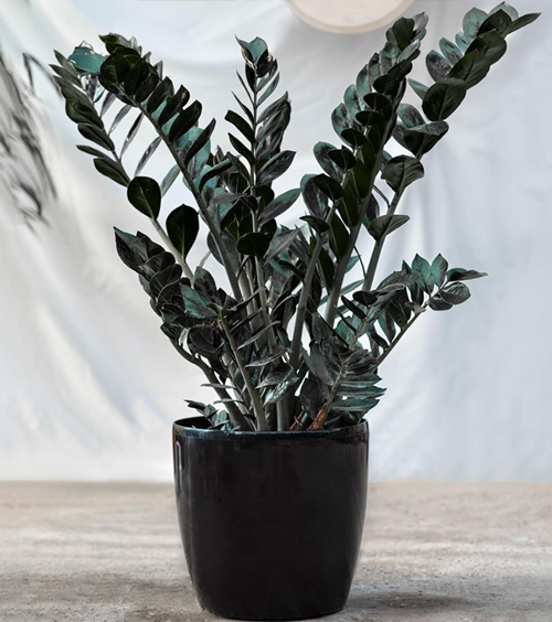 Black Zamia Plant