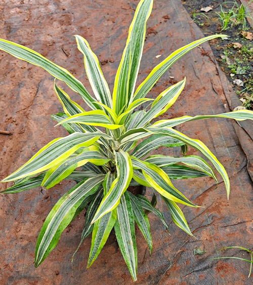 Lemon Dracaena 8