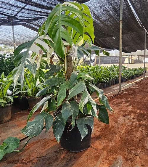 Variegated Monstera 12