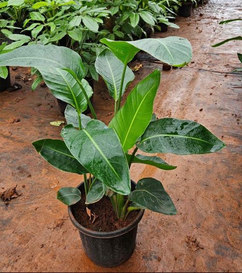 Bird of Paradise 12“ Pot
