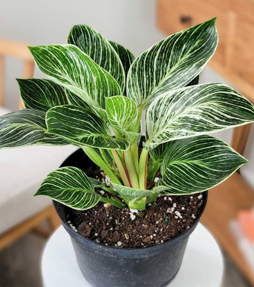 Philodendron Birkin Plant