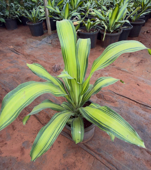 Dracaena Darasing 8“ Pot