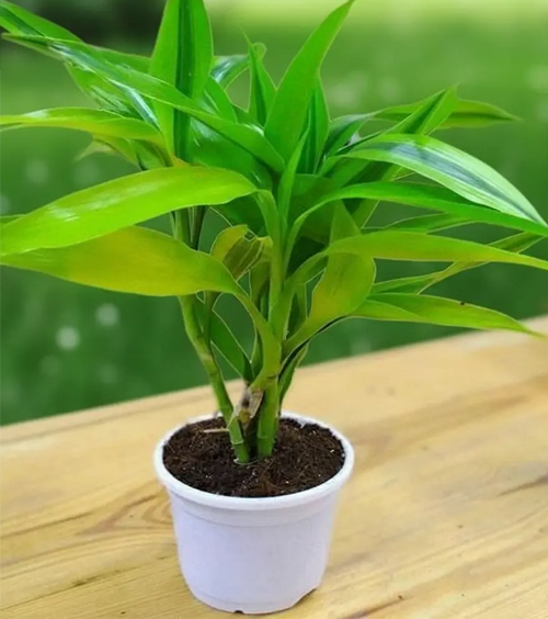 Dracaena Leaf Plant