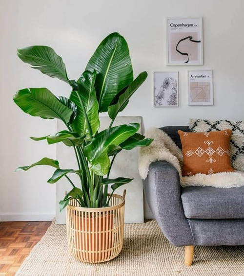 OhhSome Exotic White Bird Of Paradise