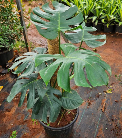 Monstera 12“