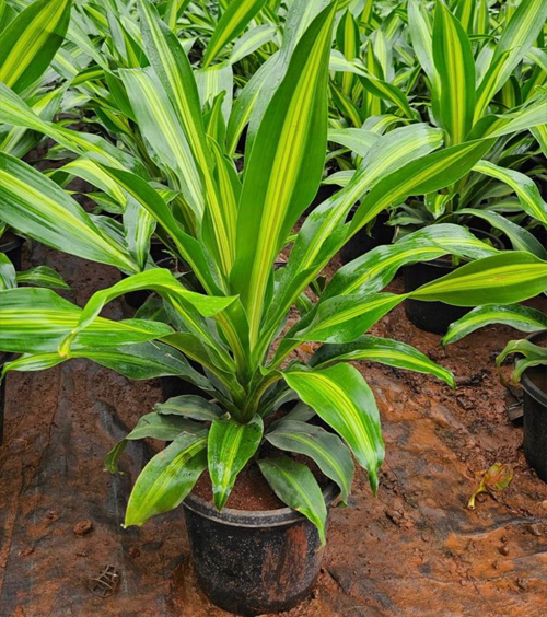 Dresena Darashing 12“ Pot