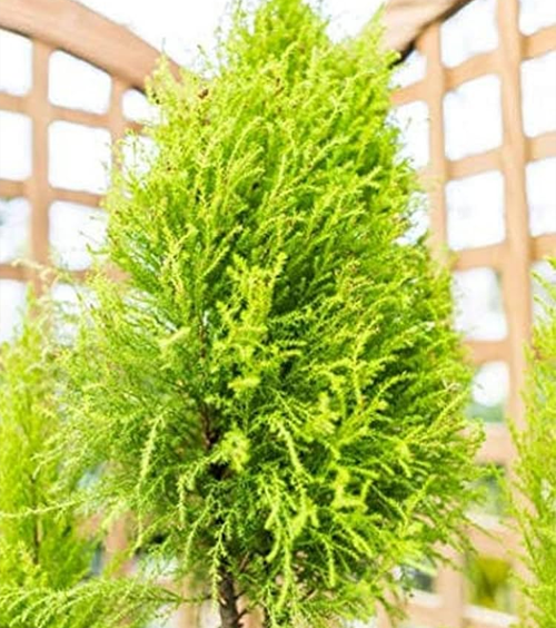 Cypress Decorative Plant
