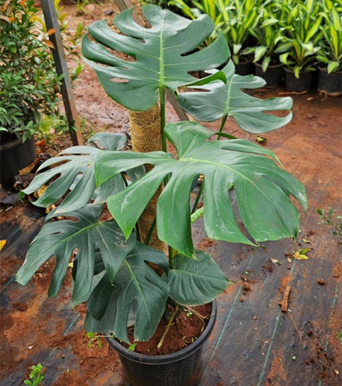 Monstera 12“ Pot