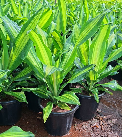 Dracaena Darasingh 12