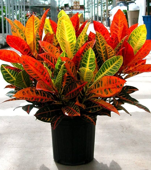 Croton Petra Plant